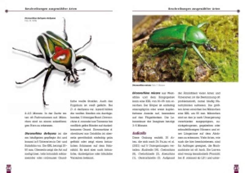 Afrikanische Rosenkäfer - überarbeitete Neuauflage